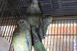 IN-4164　ビセイインコ・ノーマルの若