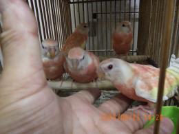 IN-4326　アキクサインコ・挿し餌上がり