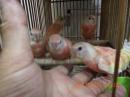 IN-4326　アキクサインコ・挿し餌上がり