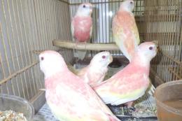 IN-4326　アキクサインコ・挿し餌上がり