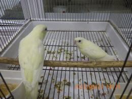 IN-4327　サザナミインコ・一人餌の子　クリームイノ