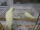 IN-4327　サザナミインコ・一人餌の子　クリームイノ