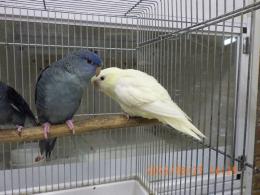 IN-4327　サザナミインコ・一人餌の子　クリームイノ