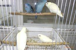 IN-4327　サザナミインコ・一人餌の子　クリームイノ