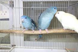 IN-4328　サザナミインコ・一人餌の子　コバルトバイオレット
