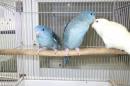 IN-4328　サザナミインコ・一人餌の子　コバルトバイオレット