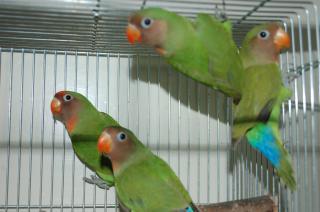 In 5 ヤエザクラインコ 1年未満の若鳥 キットウココ ペット部 In 5 ヤエザクラインコ 1年未満の若鳥 キットウココ ペット部