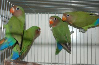 In 5 ヤエザクラインコ 1年未満の若鳥 キットウココ ペット部 In 5 ヤエザクラインコ 1年未満の若鳥 キットウココ ペット部
