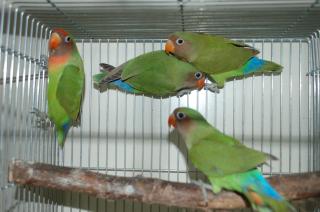 In 5 ヤエザクラインコ 1年未満の若鳥 キットウココ ペット部 In 5 ヤエザクラインコ 1年未満の若鳥 キットウココ ペット部