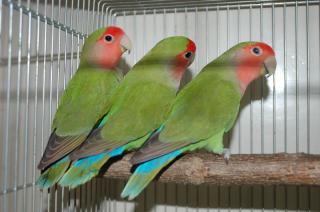 IN-589 コザクラインコ 生後1年未満の若 | キットウココ ペット部 IN-589 コザクラインコ 生後1年未満の若 | キットウココ ペット部