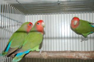 IN-589　コザクラインコ　生後1年未満の若