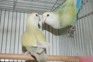 In 590 シナモン系のコザクラインコ ペアです キットウココ ペット部 In 590 シナモン系のコザクラインコ ペアです キットウココ ペット部