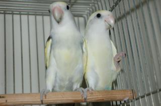 In 591 綺麗なパイド種のコザクラインコ 1羽の価格 キットウココ ペット部