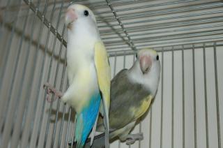 In 591 綺麗なパイド種のコザクラインコ 1羽の価格 キットウココ ペット部