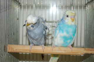 エイココンドウ　羽織り IN-592 羽衣セキセイインコ 雄雌で | キットウココ ペット部