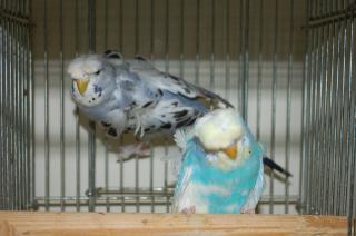 セキセイインコ　a⑥ お客様専用約1／2サイズセキセイインコ | TinyBooBoo