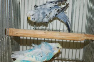 IN-592 羽衣セキセイインコ 雄雌で | キットウココ ペット部