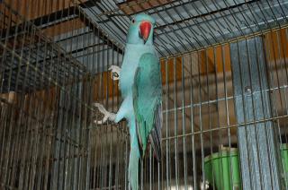 In 594 ワカケホンセイインコ ブルー種の雌 キットウココ ペット部 In 594 ワカケホンセイインコ ブルー種の雌 キットウココ ペット部