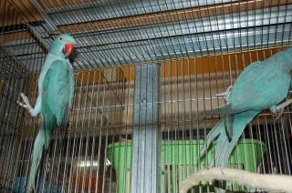 In 594 ワカケホンセイインコ ブルー種の雌 キットウココ ペット部