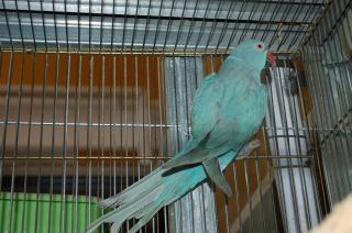 IN-594 ワカケホンセイインコ ブルー種の雌 | キットウココ ペット部