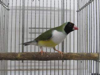 鳥飼　１２本 楽天市場】Wisfor 大型 鶏小屋 屋外 犬用ケージ 屋根付き 鶏用