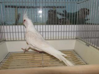 In 2360 オカメインコ赤目のアルビノ 雄 キットウココ ペット部 In 2360 オカメインコ赤目のアルビノ 雄 キットウココ ペット部