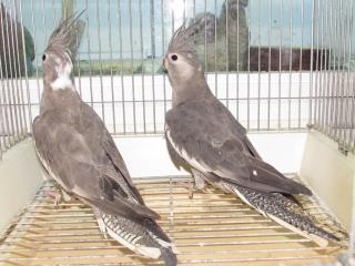 In 2362 ホワイトフェイスオカメインコのメス キットウココ ペット部 In 2362 ホワイトフェイスオカメインコのメス キットウココ ペット部
