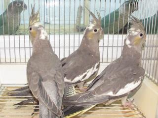 オカメインコさま専用ページ エクセル オカメインコ巣 | 飼育用品 | 小鳥用品 | ナチュラル