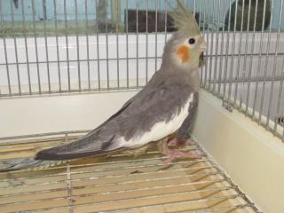 IN-2366 当歳若のオカメインコ ノーマル | キットウココ ペット部