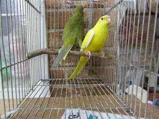 金運インコ 幸運を呼ぶ！金のセキセイインコさん その他置物 slafactory