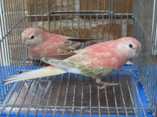 In 1950 若アキクサインコ ファローの2羽で キットウココ ペット部