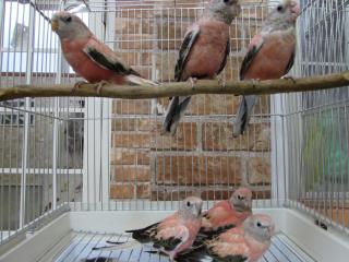 In 1951 若アキクサインコ ローズ In 74に移行 キットウココ ペット部 In 1951 若アキクサインコ ローズ In 74に移行 キットウココ ペット部
