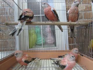 In 1951 若アキクサインコ ローズ In 74に移行 キットウココ ペット部 In 1951 若アキクサインコ ローズ In 74に移行 キットウココ ペット部