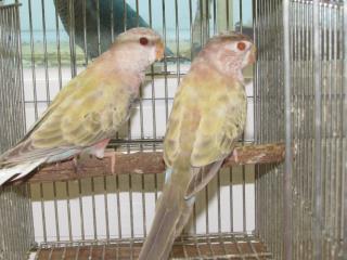 In 2369 アキクサインコ ファロー キットウココ ペット部 In 2369 アキクサインコ ファロー キットウココ ペット部