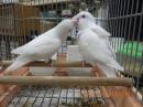 IN-4329　コザクラインコ・ピュアホワイト