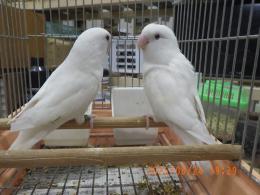IN-4329　コザクラインコ・ピュアホワイト