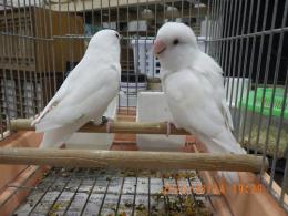 IN-4329　コザクラインコ・ピュアホワイト