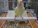 IN-4330　コザクラインコ・オレンジヘッドの白胸　一人餌