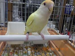 IN-4330　コザクラインコ・オレンジヘッドの白胸　一人餌