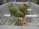 IN-4331　コザクラインコ・ノーマル　一人餌　更新