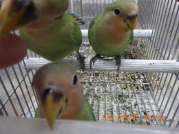 IN-4331　コザクラインコ・ノーマル　一人餌　更新