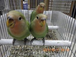 IN-4331　コザクラインコ・ノーマル　一人餌　更新