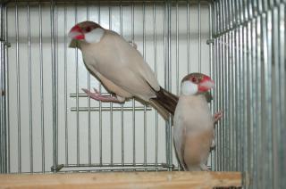 Kot 521 シナモン文鳥 1羽の価格 キットウココ ペット部 Kot 521 シナモン文鳥 1羽の価格 キットウココ ペット部