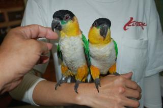In 599 メチャメチャ可愛いズグロシロハラインコ 雄雌で キットウココ ペット部 In 599 メチャメチャ可愛いズグロシロハラインコ 雄雌で キットウココ ペット部