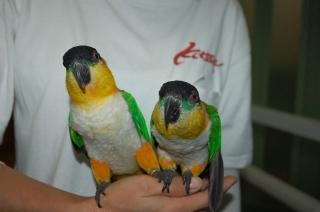 IN-599 メチャメチャ可愛いズグロシロハラインコ 雄雌で