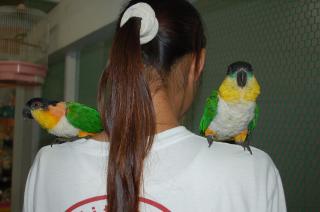 In 599 メチャメチャ可愛いズグロシロハラインコ 雄雌で キットウココ ペット部 In 599 メチャメチャ可愛いズグロシロハラインコ 雄雌で キットウココ ペット部