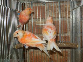 Kot 1355 国産赤カナリヤ 色揚げ前の幼鳥 キットウココ ペット部 Kot 1355 国産赤カナリヤ 色揚げ前の幼鳥 キットウココ ペット部