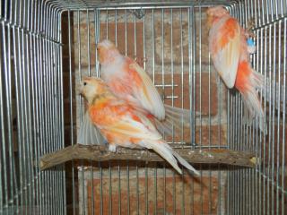 Kot 1355 国産赤カナリヤ 色揚げ前の幼鳥 キットウココ ペット部 Kot 1355 国産赤カナリヤ 色揚げ前の幼鳥 キットウココ ペット部