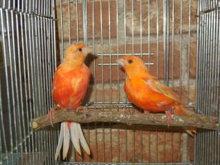 Kot 1357 国産無覆の赤カナリヤ 色揚げ前の幼鳥 キットウココ ペット部 Kot 1357 国産無覆の赤カナリヤ 色揚げ前の幼鳥 キットウココ ペット部