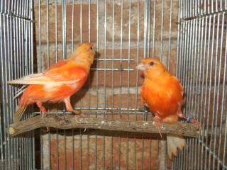 Kot 1357 国産無覆の赤カナリヤ 色揚げ前の幼鳥 キットウココ ペット部 Kot 1357 国産無覆の赤カナリヤ 色揚げ前の幼鳥 キットウココ ペット部